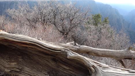 4K-Dolly-black-canyon-of-the-gunnison-with-Log