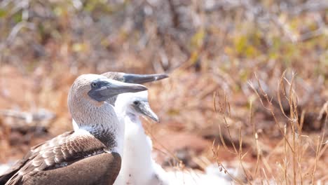 Pair-Of-Blue-footed-Booby-With-Its-Juvenile-On-A-Sunny-Day
