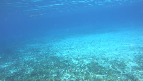 Sauberes-Meer-Gute-Sicht-Unter-Wasser-Im-Ozean-Videohintergrund-|-Sauberes,-Leeres,-Tiefblaues-Ozeanwasser-Unterwasservideo