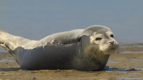 Close-up-shot-of-a-seal-laying-on-a-sandy-beach-on-a-sunny-day-and-looking-around