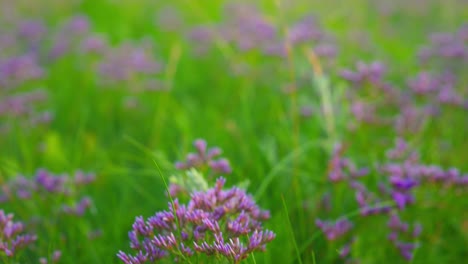 purple-flowers-field-in-the-wind