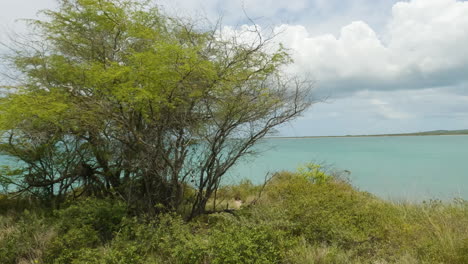 Trees-At-The-Seashore-Swaying-On-Gentle-Breeze-On-Cabo-Rojo,-Puerto-Rico