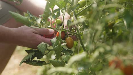 Beautiful-close-up-of-farmers-hand-harvesting-and-picking-red-ripe-tomatoes-from-a-plant-on-a-sunny-summer-day