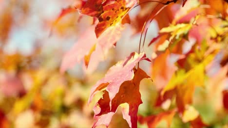 Beautiful-deep-red-and-yellow-fall-autumn-leaves-with-a-blue-sky-background-blow-peacefully-in-the-wind