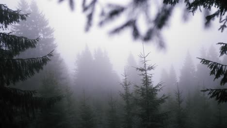 Panning-left-right-shot-of-a-dark-and-misty-pine-forest