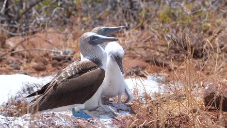 Pair-of-Blue-footed-Booby-Birds-on-the-Galapagos-Islands,-Ecuador-with-Juvenile-Bird---close-up,-handheld-shot