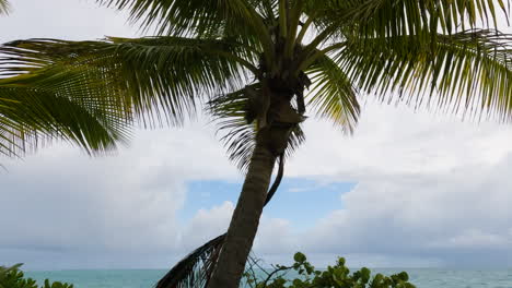Kokospalmen-Am-Strand-Von-San-Juan-Puerto-Rico