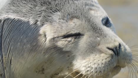 Close-up-shot-of-a-seal-laying-on-the-beach-and-continuously-winking-while-looking-at-camera