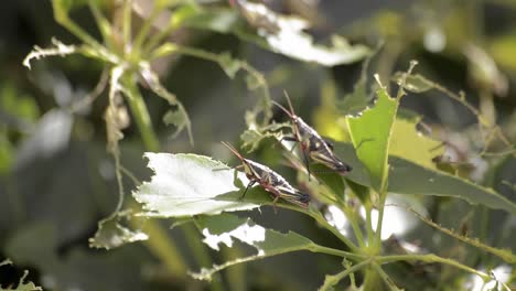 Two-crickets-resting-on-bitten-leafs
