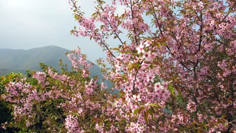 Die-Schönheit-Der-Rosa-Kirschblüten-Auf-Einem-Baum,-Der-Im-Wind-Weht