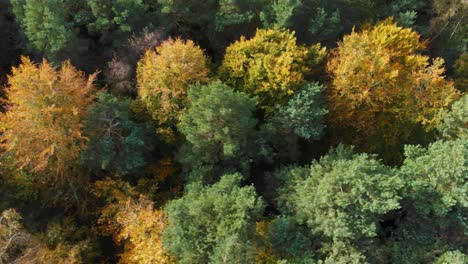 Aerial-backward-movement-shot-of-forest-consisting-of-trees-with-yellow-and-green-leaves-indicating-the-onset-of-autumn-season-in-Thetford-also-known-as-Brandon-norfolk