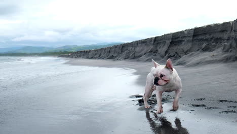 Cute-French-Bulldog-Trying-To-Catch-Wave-Fading-On-Sandy-Beach,-Zambales,-Philippines