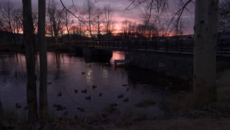 Sunrise-With-Ducks-In-Lake-Next-To-Bridge,-Pink-Sky