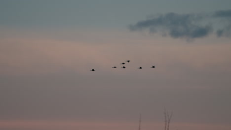 Flock-Of-Birds-Migrating-At-Sunset---low-angle-shot