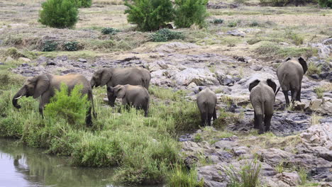 Manada-De-Elefantes-Africanos-Caminando-Sobre-Rocas-Cerca-Del-Río