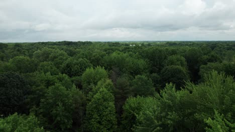 Volando-Bajo-Sobre-La-Plantación-De-árboles,-Pacífico-Paisaje-Verde,-Ohio,-Estados-Unidos