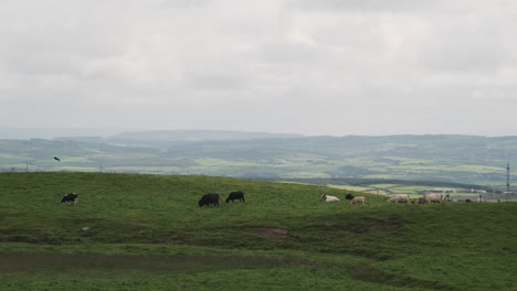 Cattle-livestock-grazing-in-cloudy-Irish-pasture-vista