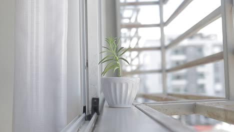 Kleine-Pflanze-Im-Fenster-Sonnenbaden