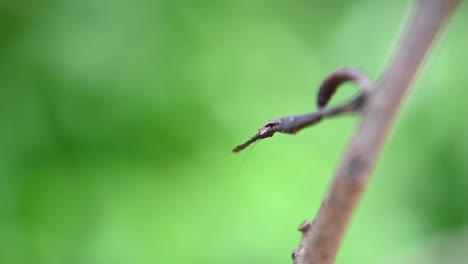 A-macro-footage-of-this-Praying-Mantis-clinging-on-a-twig-sideways-looking-at-the-camera-then-turns-its-head-facing-down,-Phyllothelys-sp
