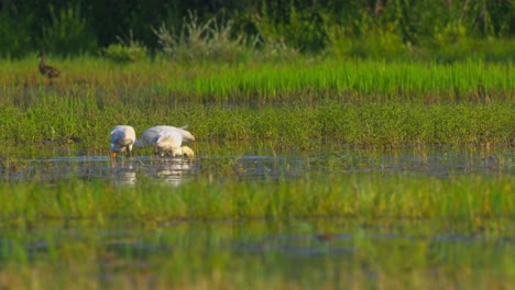 Cute-Eurasian-spoonbill-bird-finding-food-from-waters-of-marshland-at-bird-sanctuary