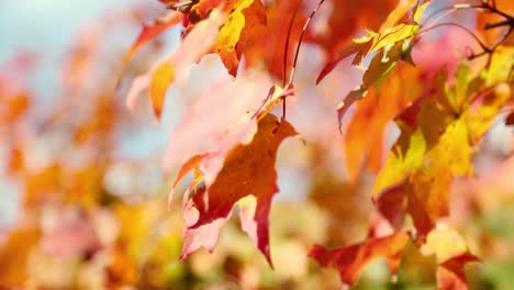 Beautiful-deep-red-and-yellow-fall-autumn-leaves-with-a-blue-sky-background-blow-peacefully-in-the-wind