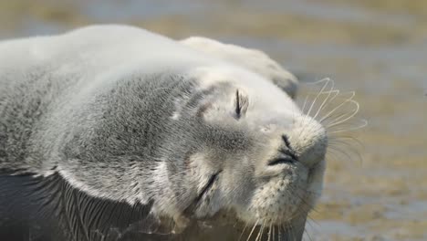 Close-up-shot-of-a-seal-laying-on-the-beach-and-sunbathing-with-eyes-closed