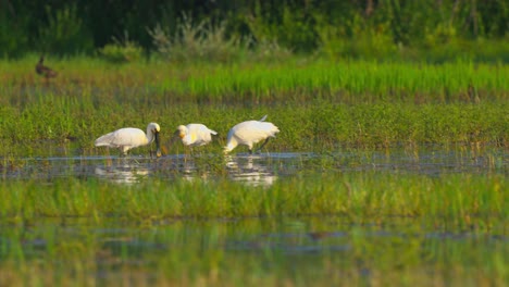 Eurasian-spoonbill-with-long-spoon-beaks,-finding-food-from-waters-of-marshland-at-bird-sanctuary