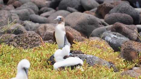 Piqueros-De-Patas-Azules-En-Una-Costa-Rocosa-En-Seymour-Norte,-Galápagos