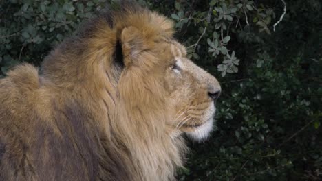 Big-male-lion-standing-and-looking-around-close-up