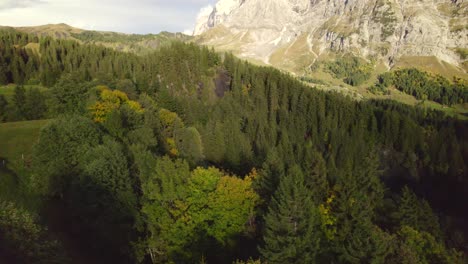 Drohnenaufnahmen-Aus-Der-Luft-Dolly-Von-Rechts-Nach-Links-über-Alpinem-Fichtenwald-In-Grindelwald