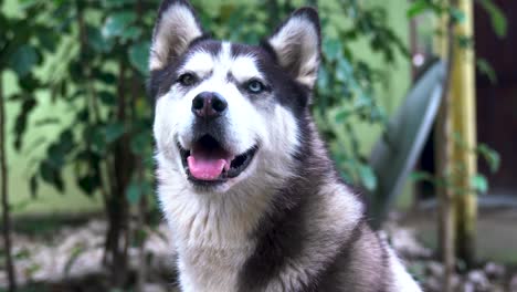 Close-up-of-a-dog's-face,-a-Husky-with-blue-and-brown-eyes-looks-directly-at-the-camera