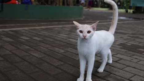 White-cat-walking-in-the-yard