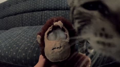 A-little-kitten-attacks-and-plays-with-a-stuffed-toy-of-a-monkey-with-its-eye-eaten-out