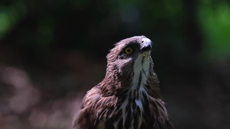 Looking-up-on-the-right-hand-side-while-the-camera-zooms-out,-Pinsker's-Hawk-eagle-Nisaetus-pinskeri,-Philippines