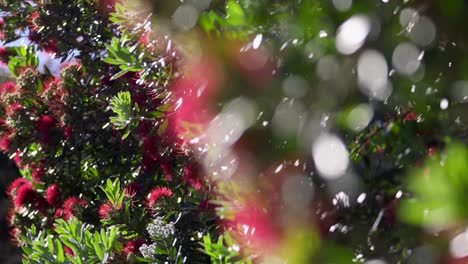 Close-up-of-Pohutakawa-tree-red-mass-stamens-flower-petal-on-sunny-day,-focus-pull