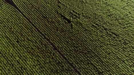 Corn-field-with-perfect-tillage-lines-of-green-plants,-monoculture-farmland,-aerial