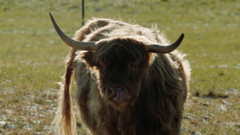 Horned-Highland-Cattle-In-The-Field---close-up