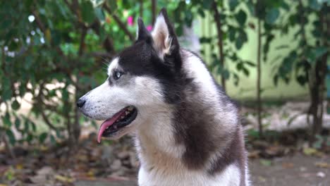 Nahaufnahme-Eines-Hundegesichtes,-Husky-Mit-Blauen-Und-Braunen-Augen-Blickt-In-Die-Kamera