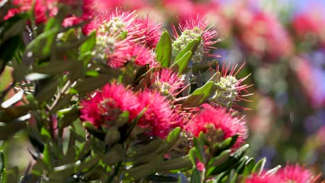 Little-bugs-swarming-around-Pohutakawa-tree-famous-red-flowers-in-New-Zealand,-close-up