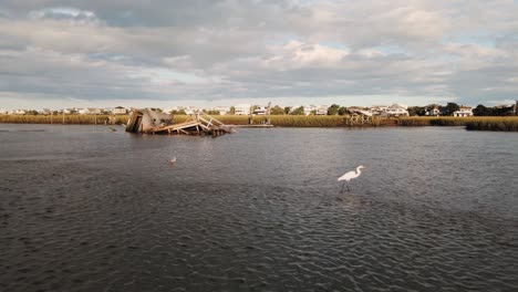Heron-walks-in-the-foreground-at-sunset-with-push-in-revealing-a-broken-dock-after-hurricane