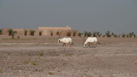 Arabian-oryx-in-the-desert:-Arabian-oryx-is-the-national-animal-of-Jordan,-Oman,-the-United-Arab-Emirates,-Bahrain,-and-Qatar