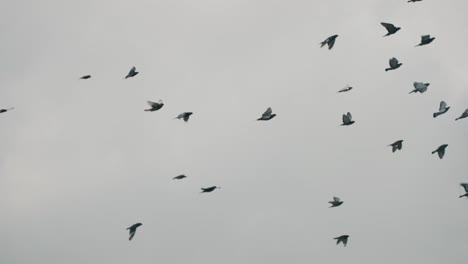 Large-Flock-Of-Domestic-Pigeons-From-Antigua-Cathedral-Flying-To-The-Trees-In-Guatemala