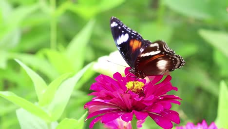 Schöner-Schmetterling,-Der-Auf-Rosa-Blume-Mit-Undeutlichem-Grünem-Gartenhintergrund-Hockt