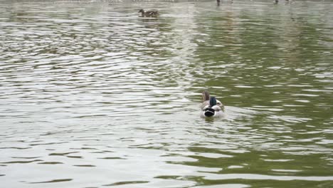 A-Couple-Mallard-Ducks-Swimming-With-Other-Ducks-In-A-Pond-In-Paris,-France
