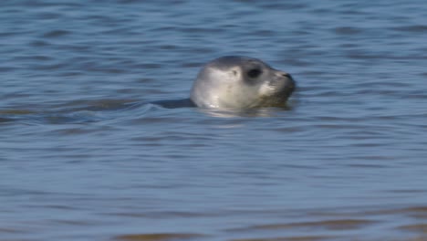 Head-close-up-of-child-Harbour-seal-swimming-in-shallow-waters-of-Wadden-sea,-Texel,-Netherland---following-handheld