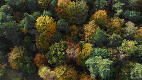 Aerial-view-backward-movement-shot-of-an-autumnal-forest-with-a-busy-highway-running-through-the-forest-and-rail-tracks-on-the-outskirt-of-the-forest-at-sunset-in-Thetford