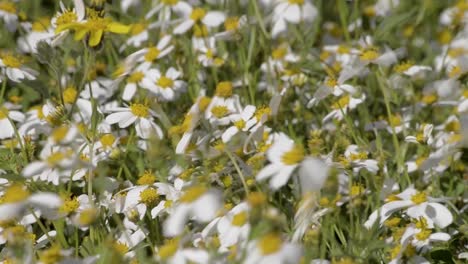 Wilde-Gänseblümchenblumen,-Die-An-Einem-Warmen-Sommernachmittag-Vom-Wind-Bewegt-Werden