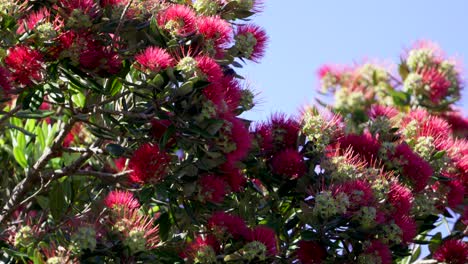 Red-wattlebird-eating-nectar-from-Pohutakawa-tree-flowers-on-sunny-day