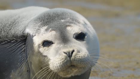 Sleepy-lazy-Harbor-seal-looking-ar-camera-on-a-beach---face-close-up