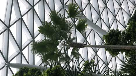 vertical-video-fview-to-the-coconut-palm-tree-in-tropical-rainforest-indoor-garden-environmental-conservation